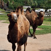 秋吉台自然動物公園サファリランド
