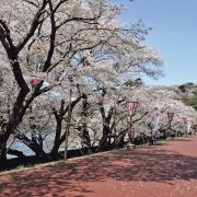 尾関山下の桜土手