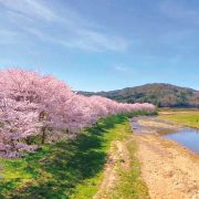 白竜湖畔の桜