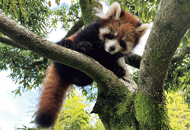 広島市安佐動物公園