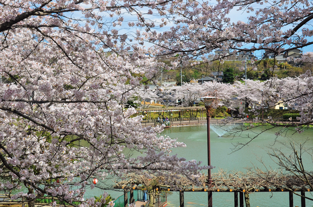 『池×桜』府中公園