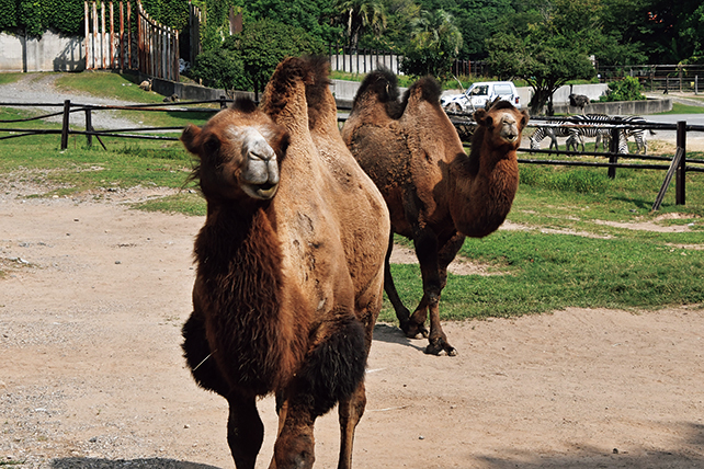 秋吉台自然動物公園サファリランド