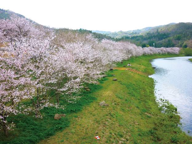 『湖×桜』白竜湖畔の桜