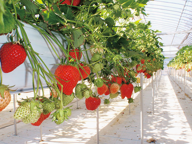 白龍湖観光農園