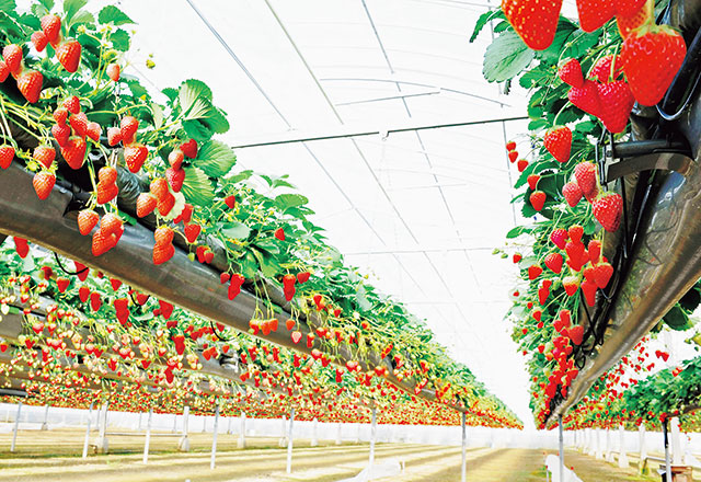 農マル園芸吉備路農園