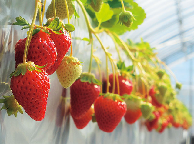 水車の里フルーツトピア