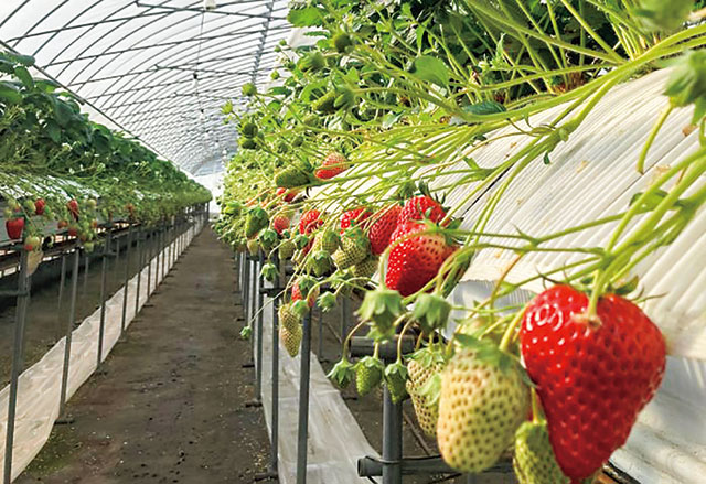 立花いちご農園