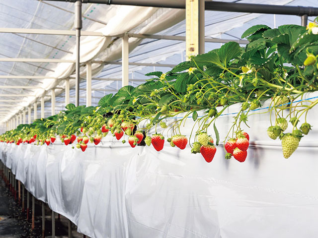 ヤァー！ ベリーファーム